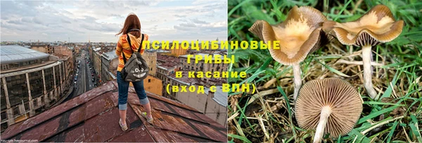 ПСИЛОЦИБИНОВЫЕ ГРИБЫ Алзамай